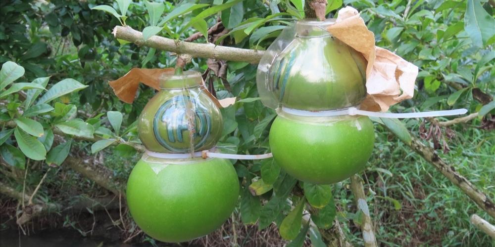 Đào tiên hồ lô