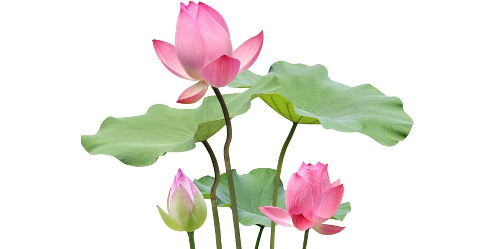 Bông cúng ngày Tết