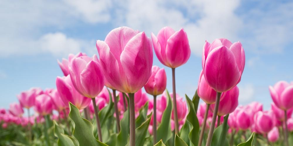 Hoa tulip
