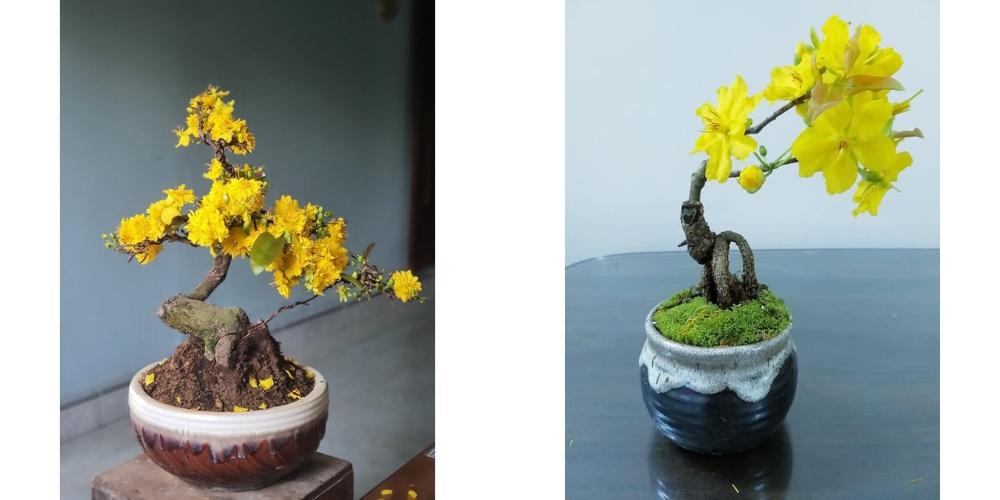 Chậu hoa mai vàng