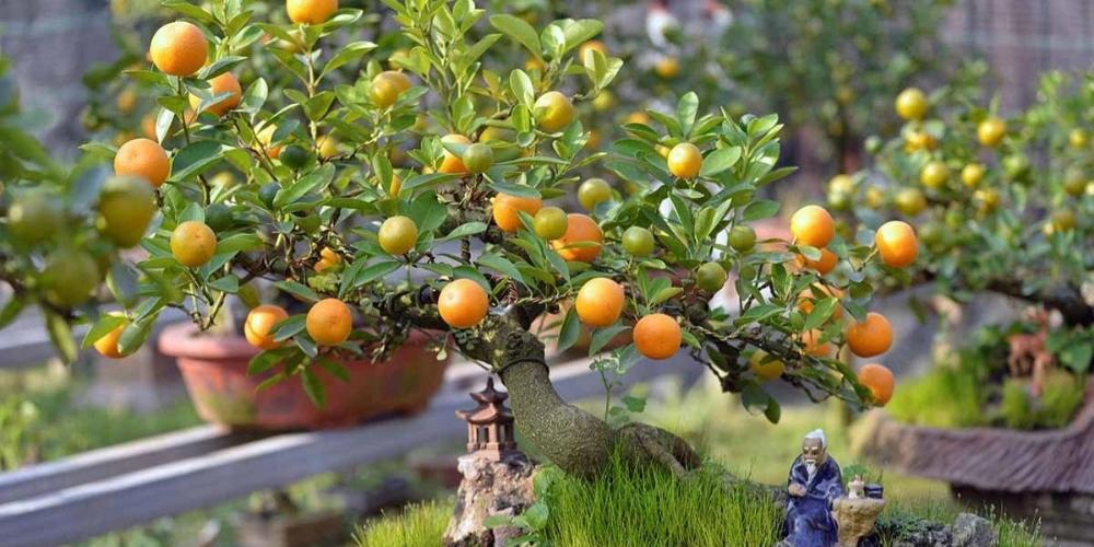 Chậu cây cảnh ngày Tết