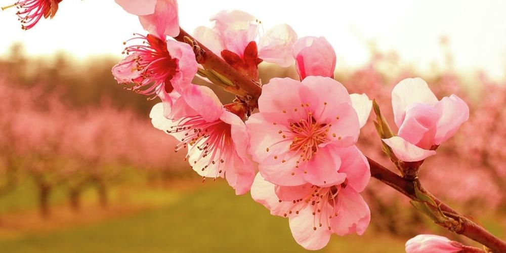 Hoa đào tượng trưng cho tinh hoa ngũ hành