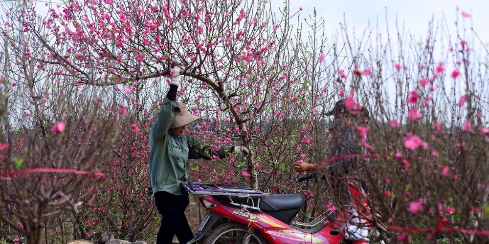Cành đào ngày Tết