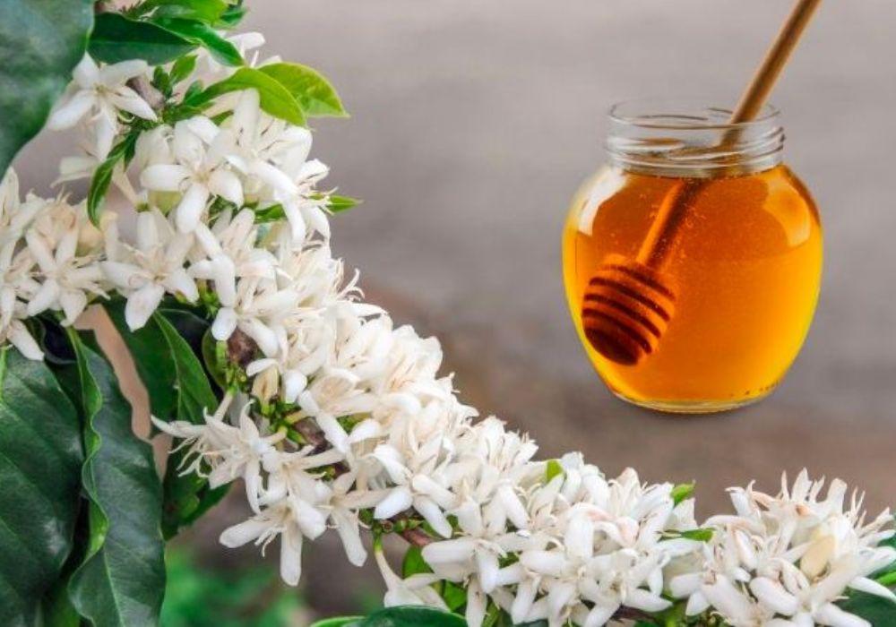 Mật ong hoa cà phê