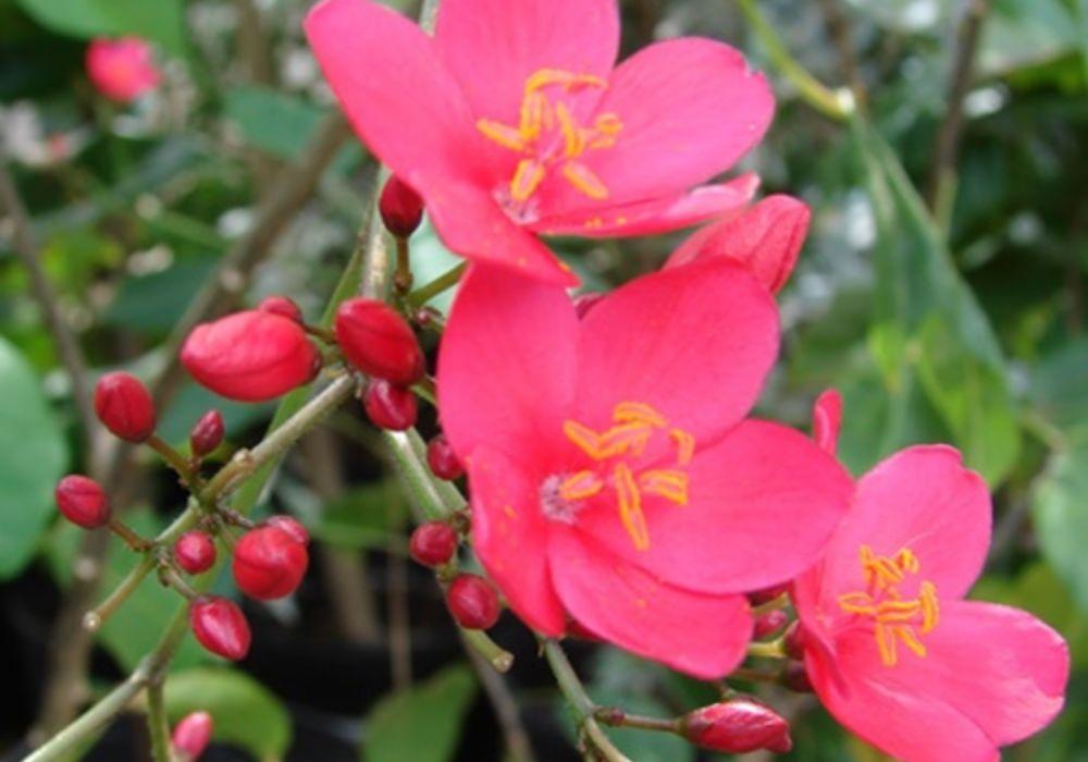 Hoa hồng mai mang ý nghĩa tượng trưng cho sự may mắn và hạnh phúc