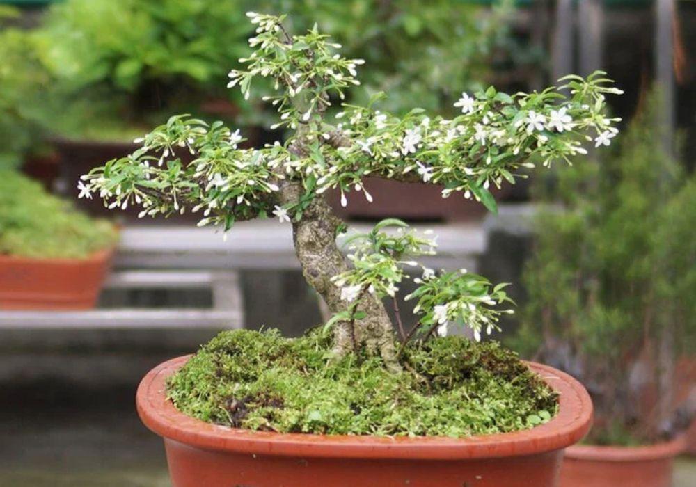 Mai chiếu thủy là một loại hoa mai tượng trưng cho sự dịu dàng và mềm mại