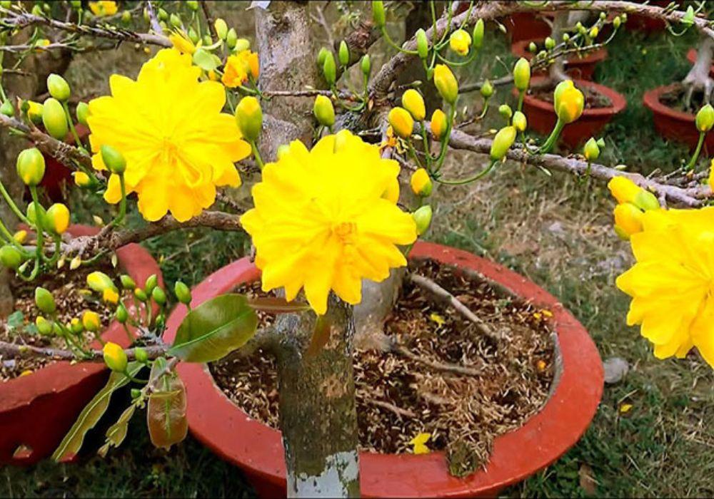 Mai đại lộc là một loại hoa mai tượng trưng cho sự sung túc và giàu sang