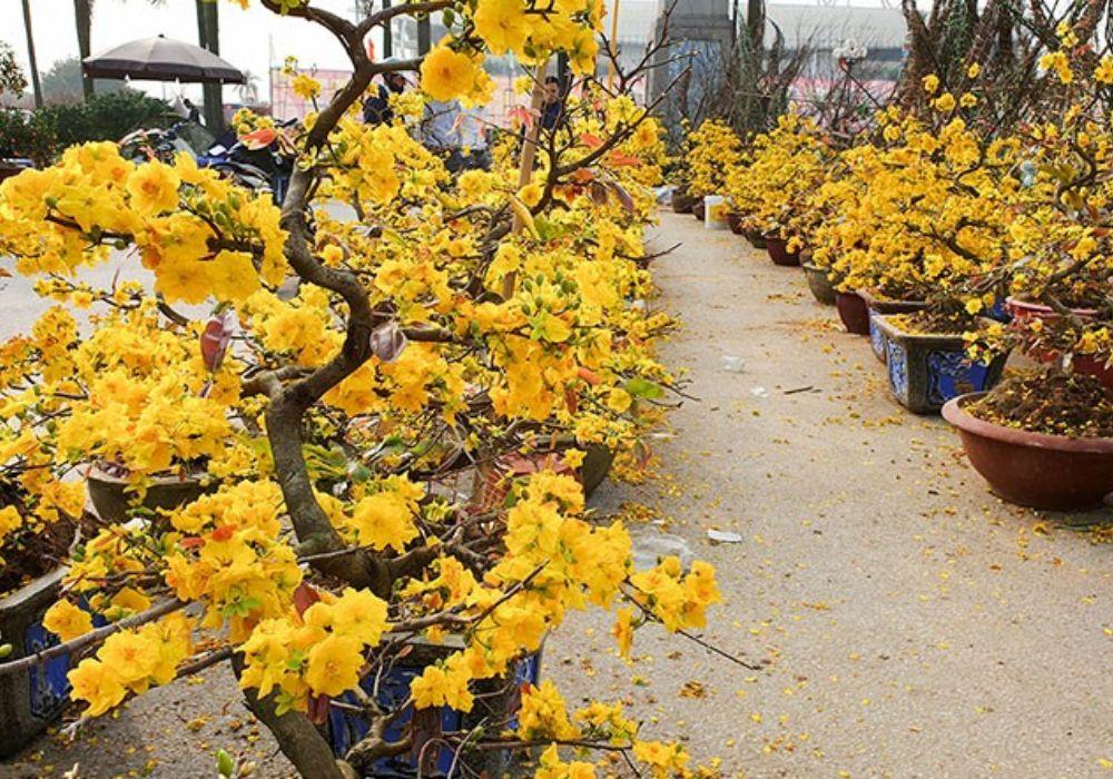 Cách chăm sóc cây mai vàng ra hoa đúng Tết