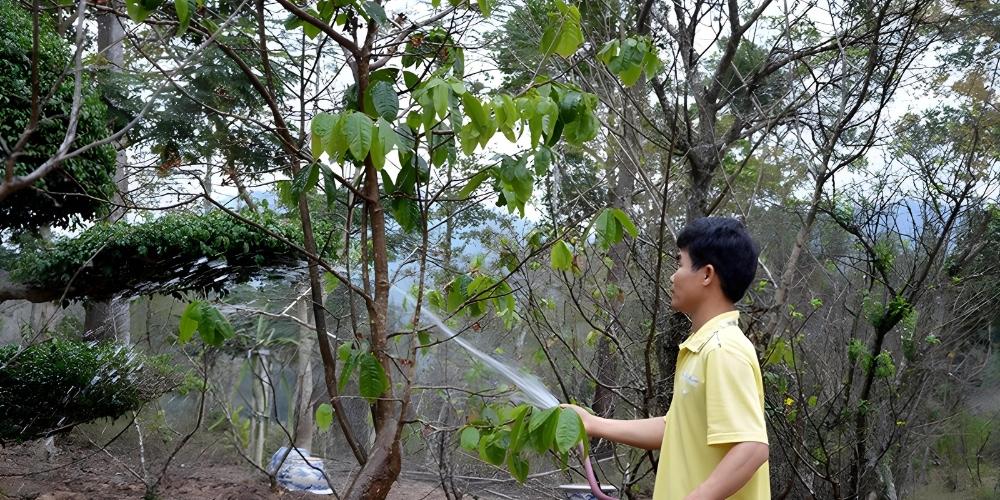 Cách chăm sóc cây mai sau Tết - Vệ sinh cây mai