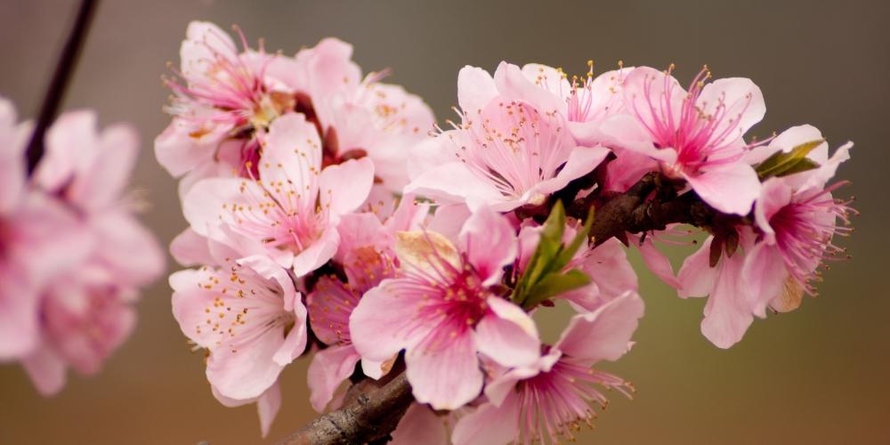Chăm sóc cây đào trong chậu sau Tết