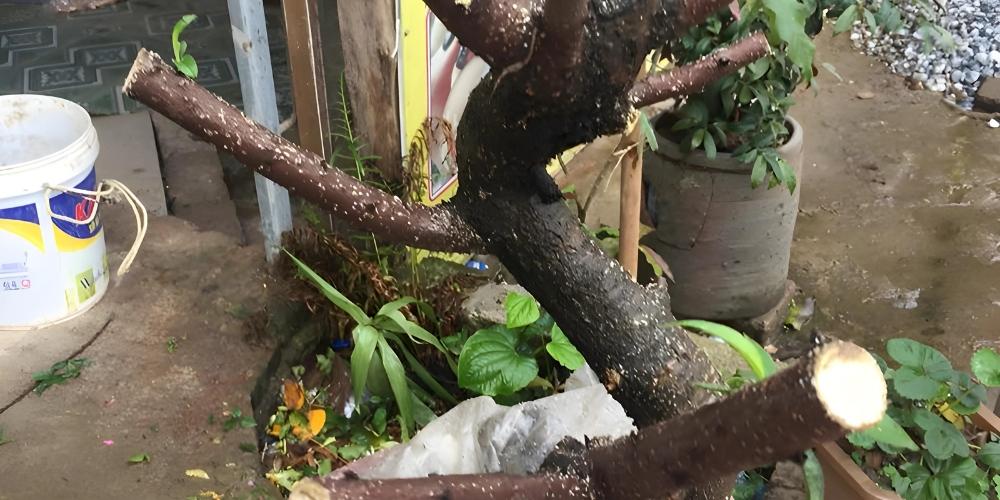 Cắt sửa cành đào