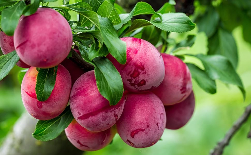 Mận tươi ngon luôn giữ được lớp phấn tự nhiên và phần cuống lá xanh bám chặt.