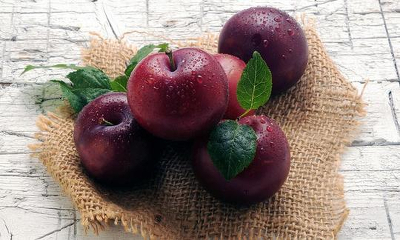 Nhiệt độ ấm nhẹ giúp kích hoạt các enzyme bên trong quả mận phát triển nhanh hơn.