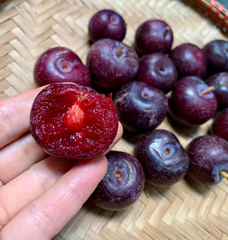 Sắc tím đen đặc trưng của mận Tả Van là dấu hiệu của vị ngọt lịm từ bên trong.
