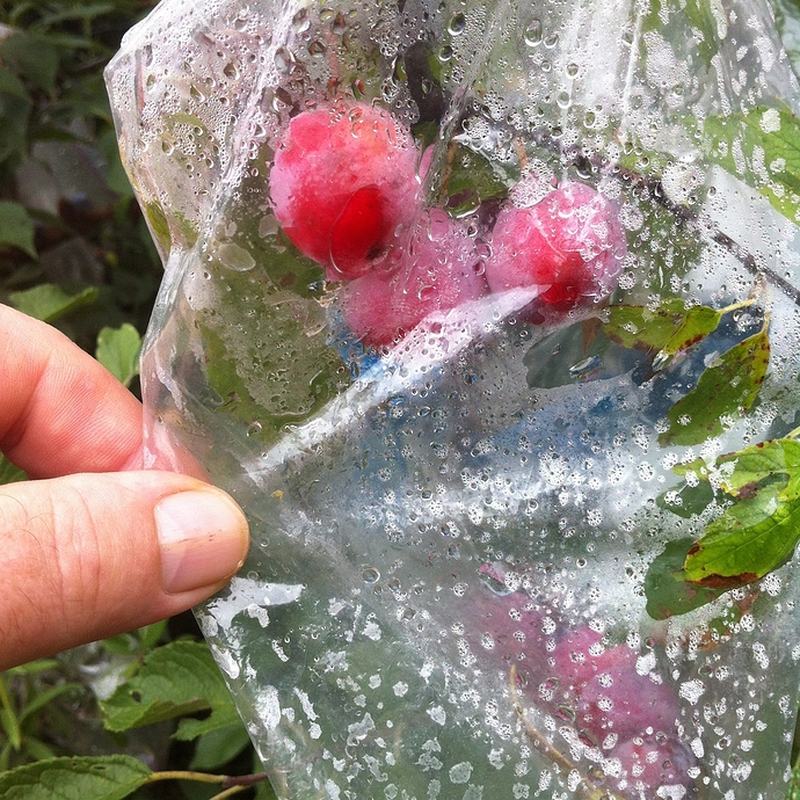 Tránh xa túi nilon nếu bạn không muốn rổ mận của mình bị thối hỏng do đọng nước.