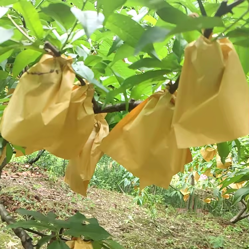 Túi giấy tạo không gian kín vừa đủ để khí ethylene hoạt động, thúc đẩy mận chín.