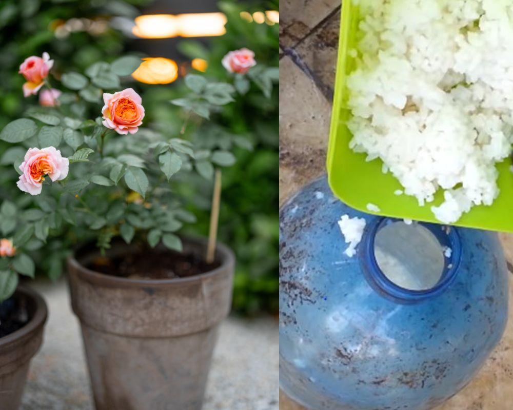 Cơm nguội giúp cây phát triển tươi tốt, phòng tránh một số bệnh hại