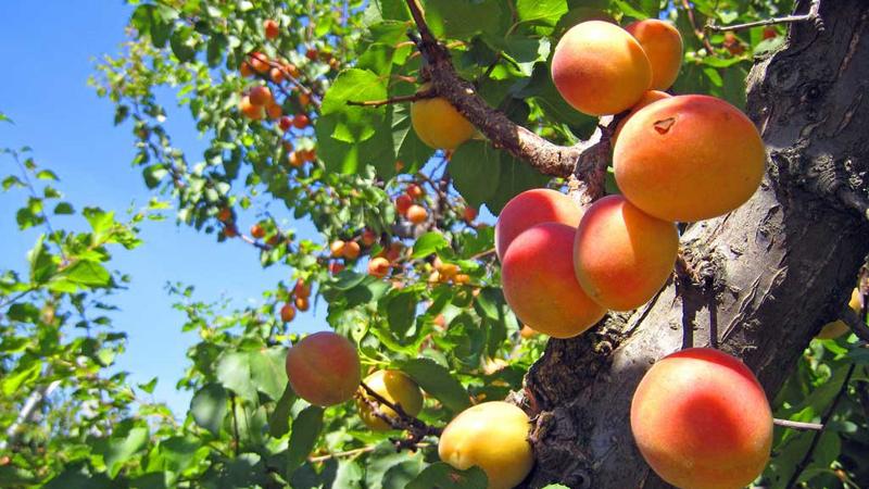 Mơ tươi là một loại quả có chứa nhiều vitamin A