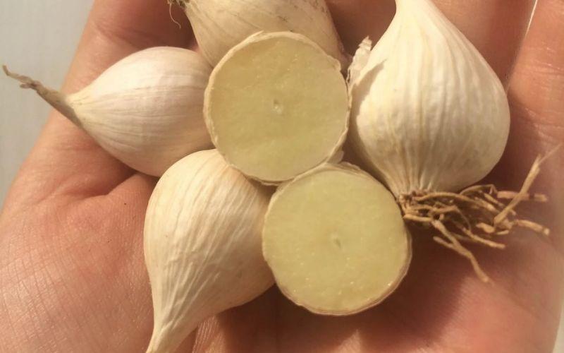 Các hợp chất allicin trong tỏi có tác dụng làm chậm sự phát triển của tế bào ung thư