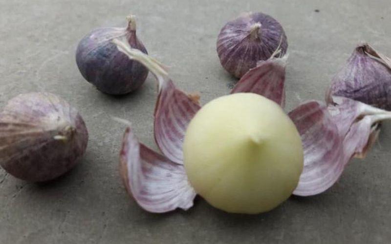Tỏi một nhánh giúp giảm nguy cơ mắc bệnh rối loạn chuyển hóa