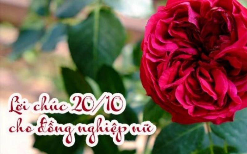 Lời chúc 20/10 ý nghĩa, hài hước cho đồng nghiệp