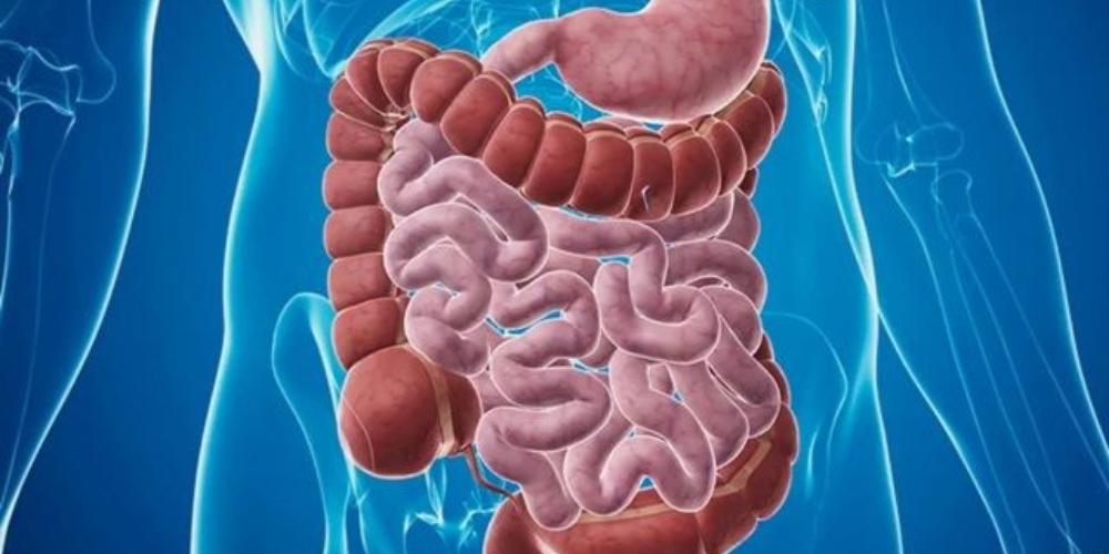 Ăn rau mồng tơi cải thiện hệ tiêu hoá