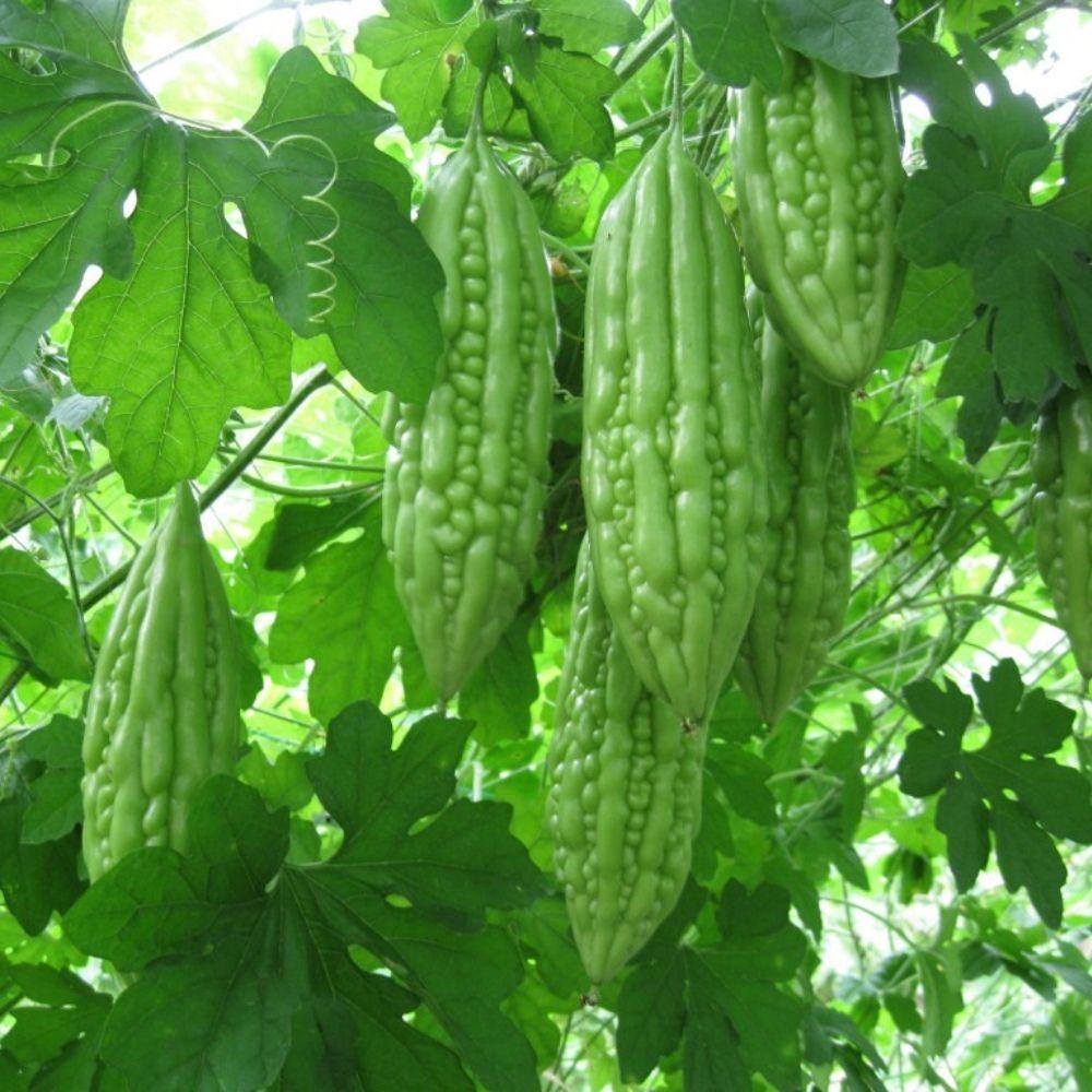 Top 10 công dụng của khổ qua - món ăn ngon, vị thuốc tốt cho sức khỏe