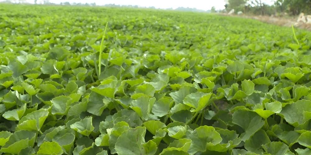 Dùng rau má với liều lượng phù hợp
