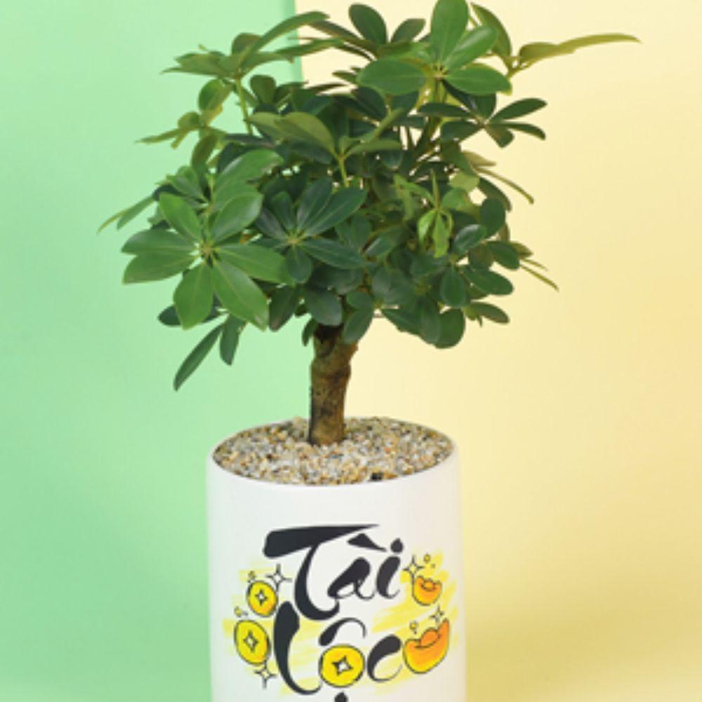 Gợi ý các loại cây cảnh tài lộc ngày Tết được ưa chuộng nhất