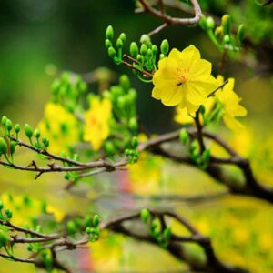 Thời điểm lặt lá mai lý tưởng cho cây hoa nở rộ ngày Tết
