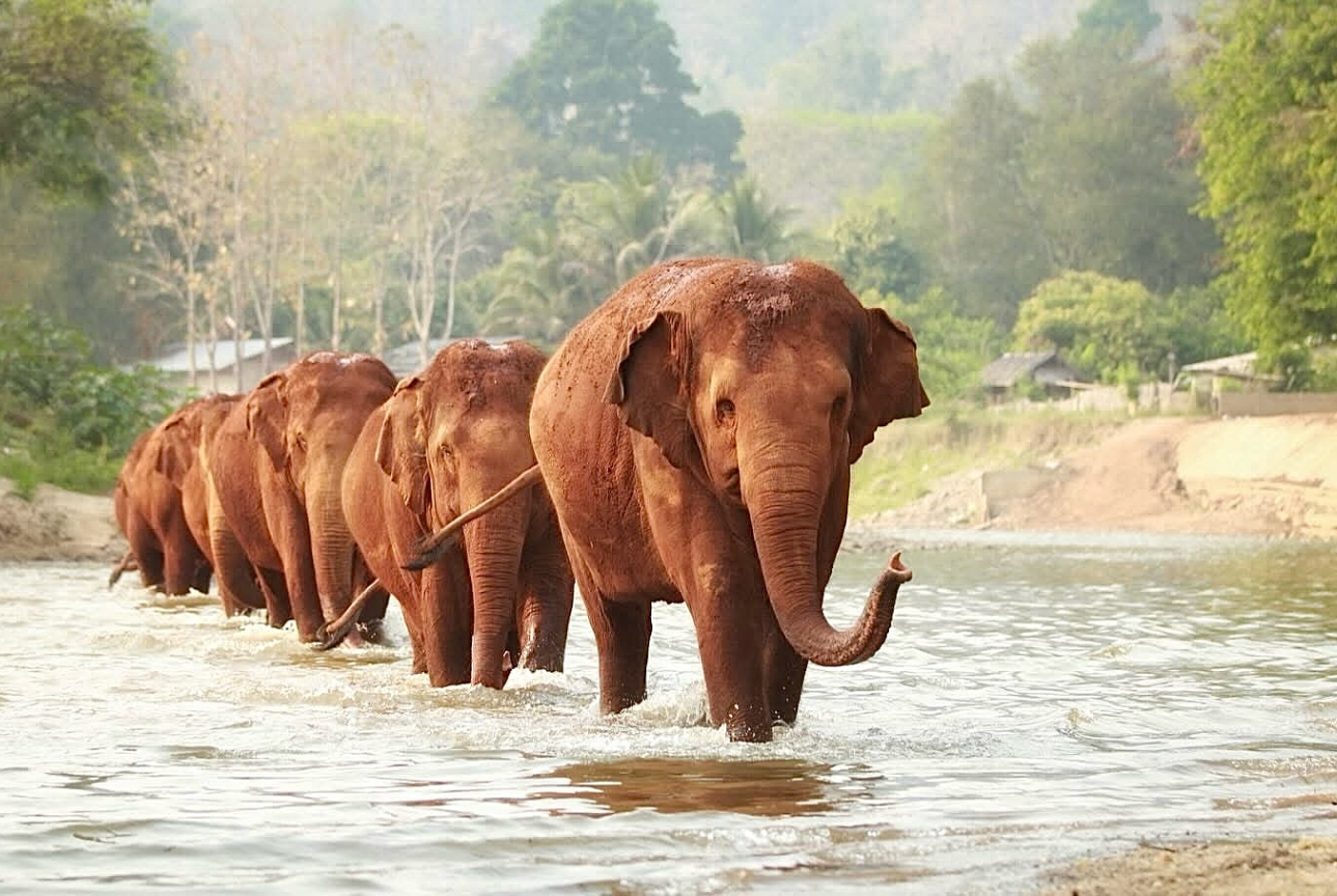 Elephant Nature Park - Công viên thuần dưỡng và bảo vệ voi Chiang Mai, Thái Lan