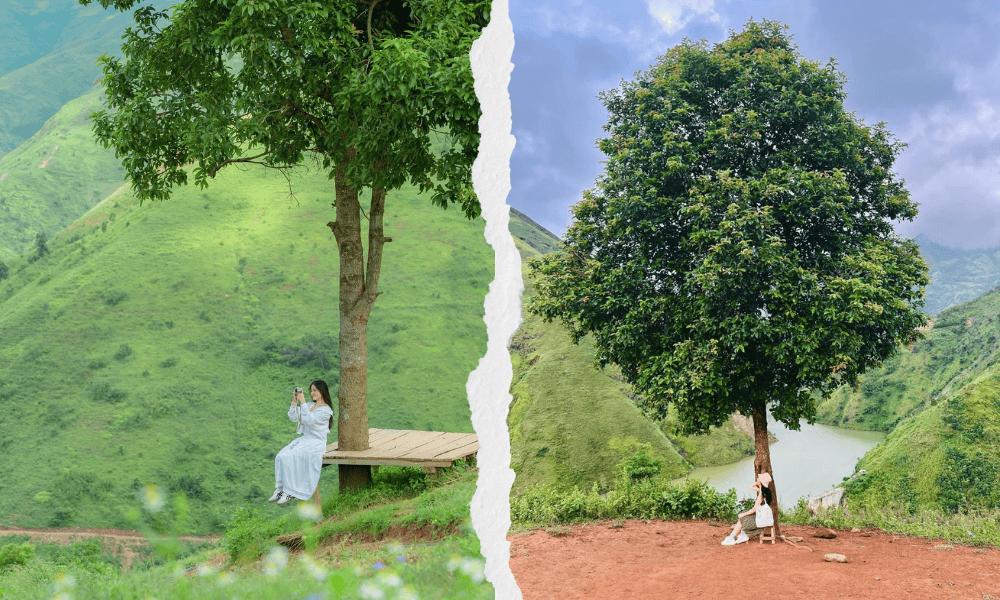 Cây táo mèo cô đơn giữa biển mây Tà Xùa – biểu tượng bình yên của núi rừng Tây Bắc