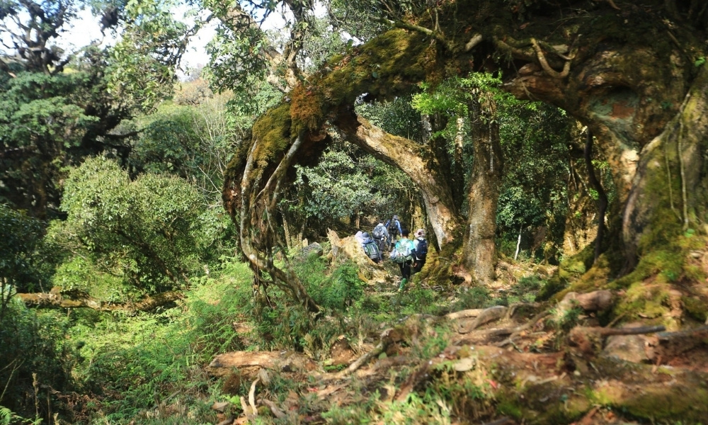 Rừng nguyên sinh Tà Xùa phủ rêu phong, ánh sáng xuyên tán cây giữa không gian huyền ảo