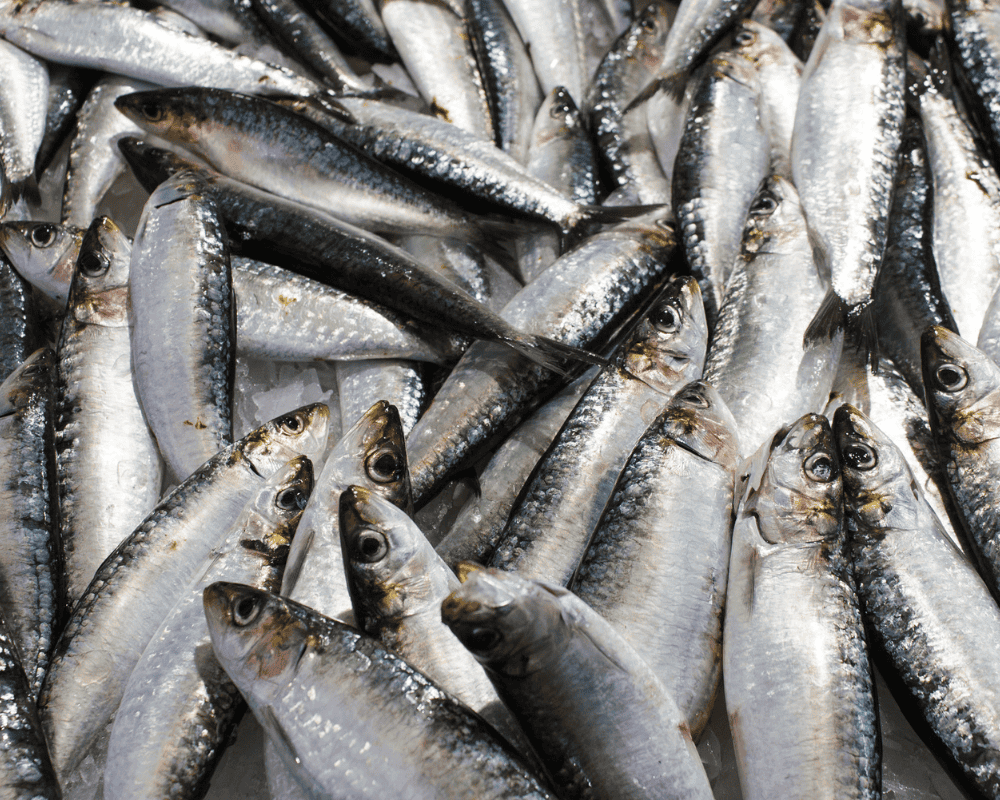 Cận cảnh những chú cá tươi