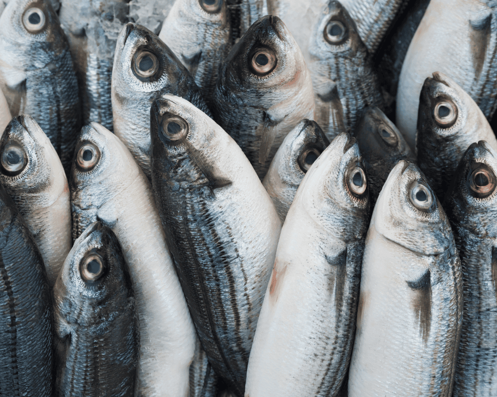 Sự đa dạng của hải sản tươi lạnh