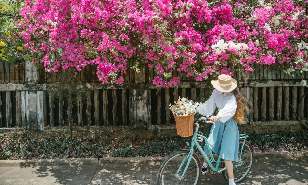 Con đường hoa giấy ở Vũng Tàu rực rỡ sắc hồng, tím bên lối đi ven biển