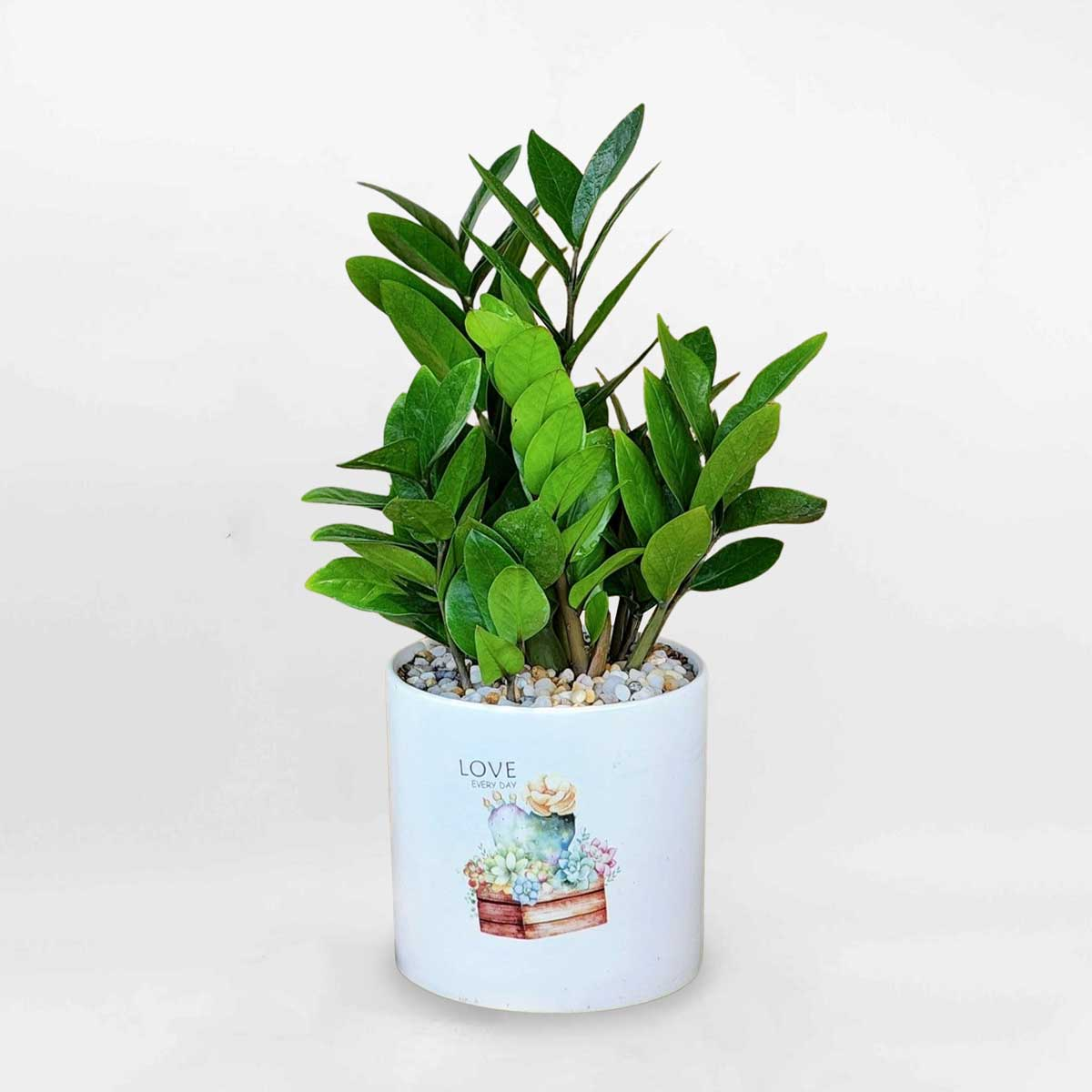 Cây cảnh ngày Tết tượng trưng cho sự sinh sôi, phát triển và khởi đầu thuận lợi.