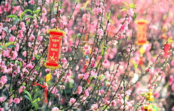 Cây cảnh mang lại mảng xanh tươi mát cho không gian sống