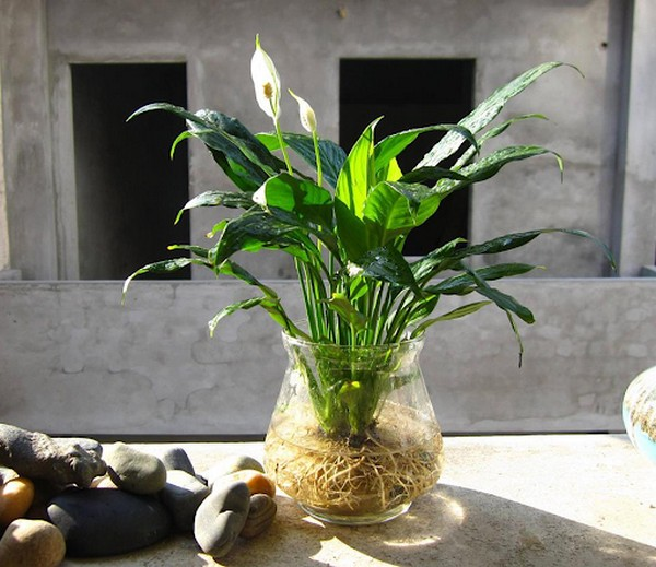 Cây thủy sinh xanh mướt giúp tăng cường vượng khí cho gia đình.