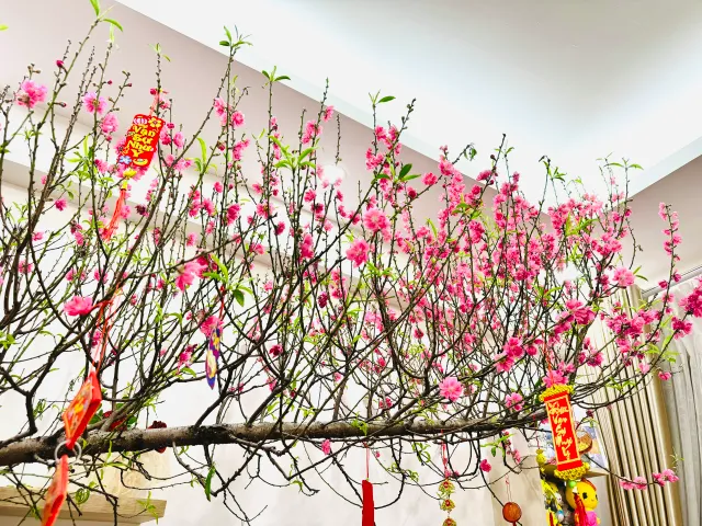 Hoa đào, mai quất rực rỡ tượng trưng cho tài lộc và thịnh vượng dịp Tết