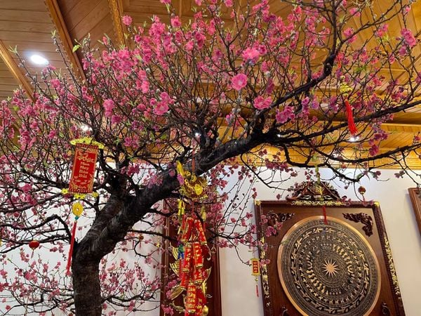 Tặng hoa mai, hoa đào là cách gửi những lời chúc tốt đẹp nhất đến cho gia chủ