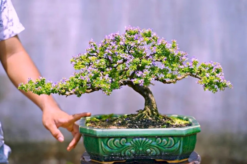 Cây bonsai mini mang vẻ đẹp nghệ thuật vô cùng tinh tế