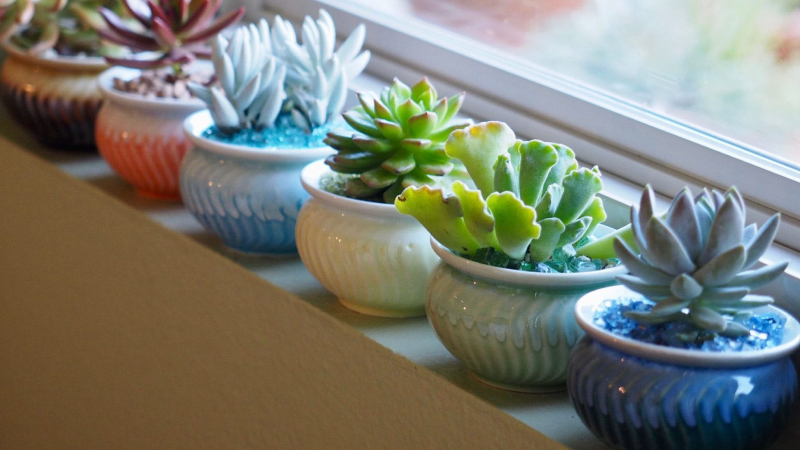 Chậu cây mini giúp thanh lọc không khí góc làm việc