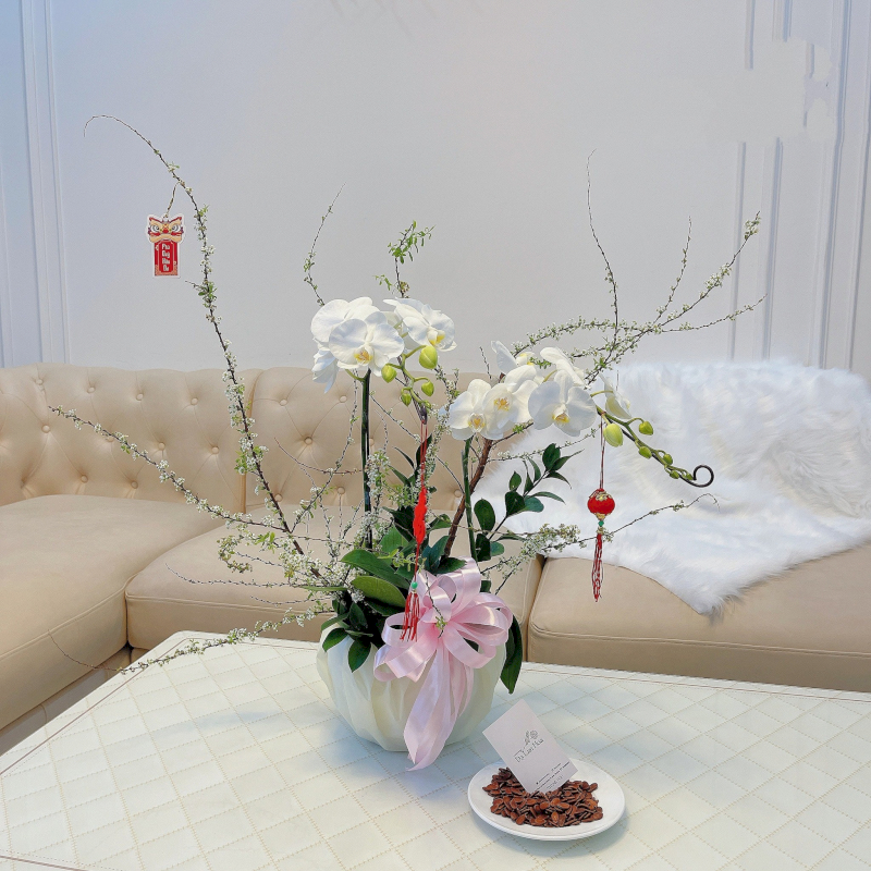 Chậu lan hồ điệp sang trọng khẳng định đẳng cấp của sếp nữ