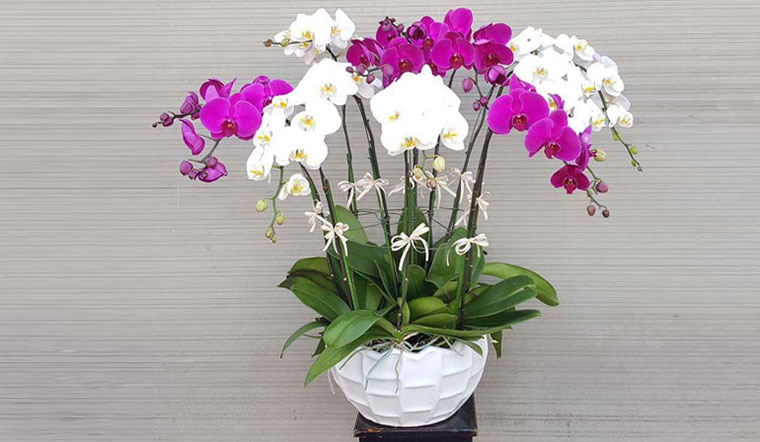 Chậu lan hồ điệp tôn lên khí chất của người lãnh đạo