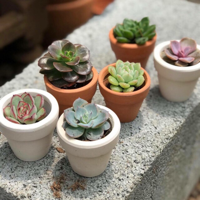 Ngân sách nhỏ vẫn có thể mua được nhiều món đồ tinh tế