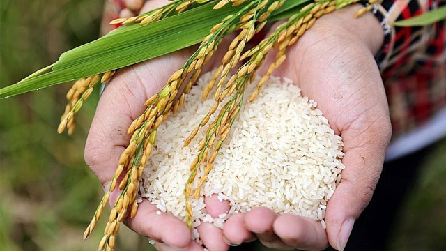 Bảo quản đúng cách giúp hạt gạo luôn giữ được chất lượng tuyệt hảo