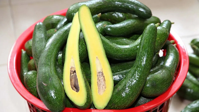 Bơ 034 nổi bật với phần thịt siêu dày và hạt cực nhỏ, đôi khi tiêu hạt hoàn toàn.