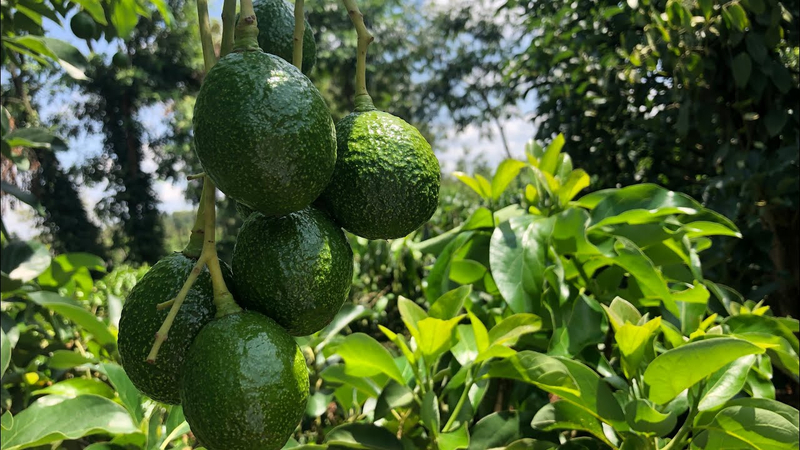 Bơ Booth đặc trưng với hình dáng tròn xoe và lớp vỏ sần sùi.