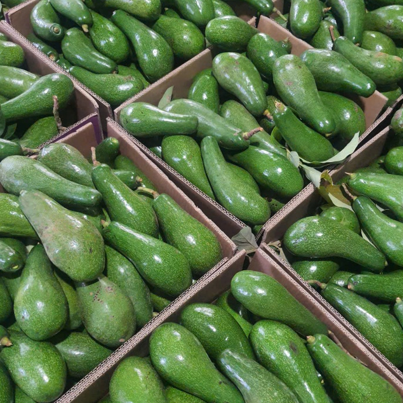 Bơ xanh cứng và cuống dính chặt rất thích hợp để bảo quản ăn dần